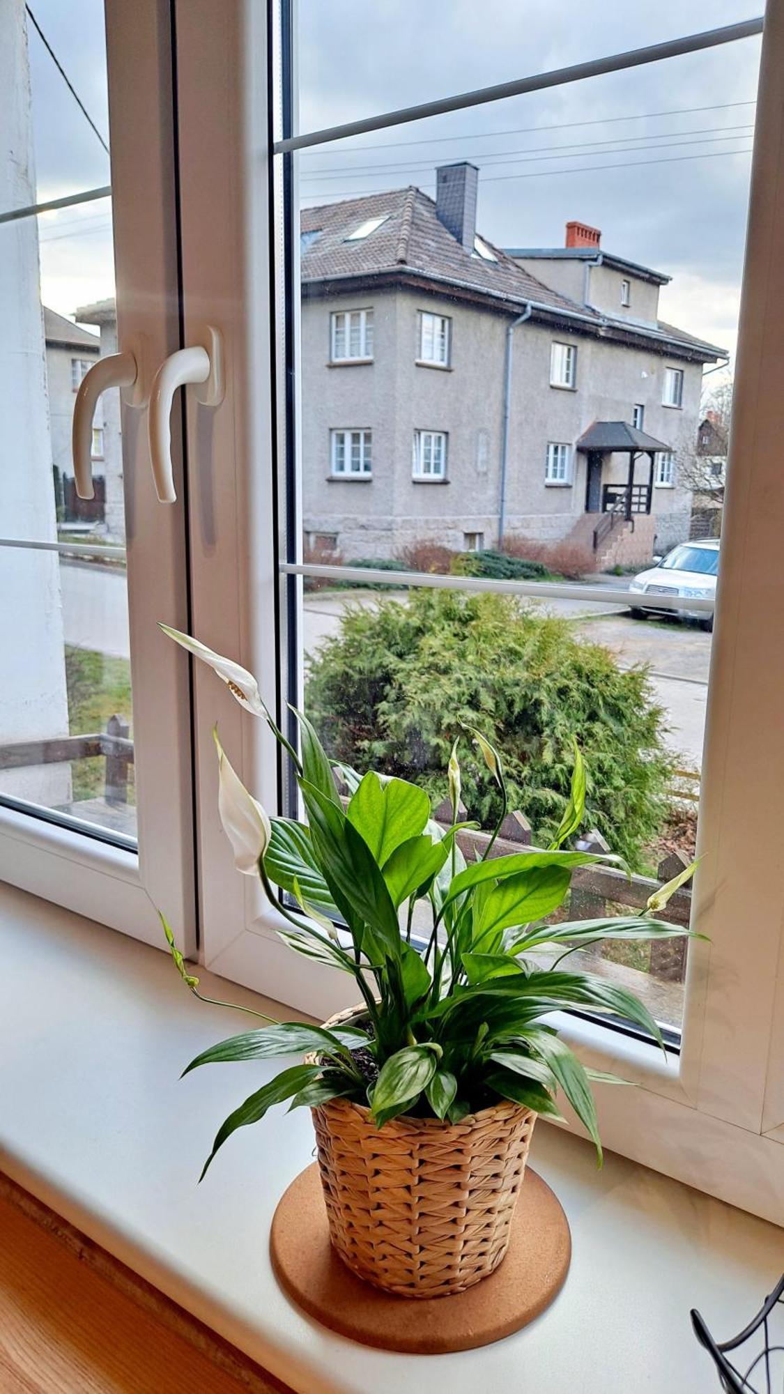 Apartament Dzika Roza Kowary Εξωτερικό φωτογραφία